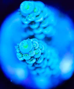 Wysiwyg Blue Tenuis Frag [F186]