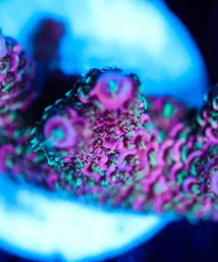 Wysiwyg Pink Sunset Millepora Frag [F188]