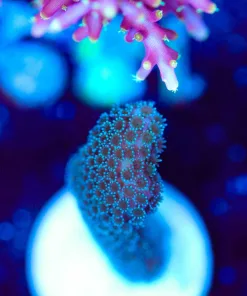 Wysiwyg Blue Montipora Digitata Frag [F189]