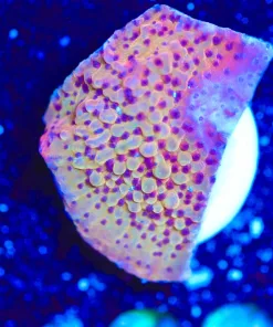 Wysiwyg Unique Orange Montipora [F189]