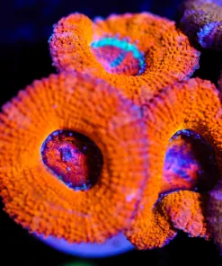 Wysiwyg Cheeto Acan [F19]