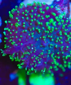 Wysiwyg FCC Hairy Mushroom Coral [F19]