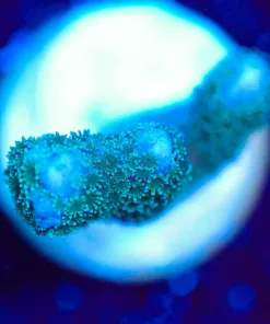 Wysiwyg Blue Montipora Digitata Frag [F192]