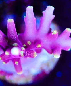 Wysiwyg Small Pink Dragon Frag [F193]