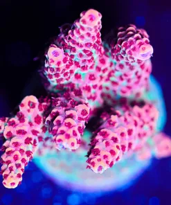 Wysiwyg Acropora Frag [F194]