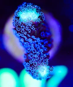 Wysiwyg Purple Stylophora Frag [F195]