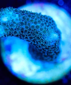 Wysiwyg Blue Digitata Frag [F196]