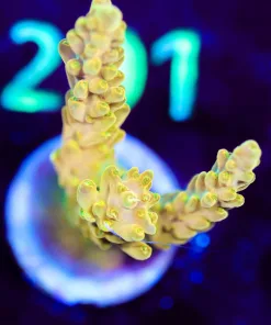 Wysiwyg Golden Acropora Frag [F196]