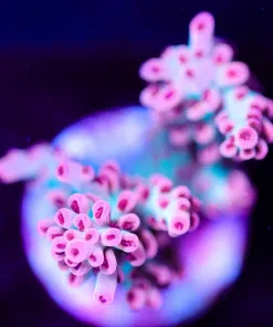 Wysiwyg Aussie Acropora Frag [F197]