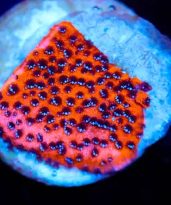 Wysiwyg Mystic Sunset Montipora Small [F199]