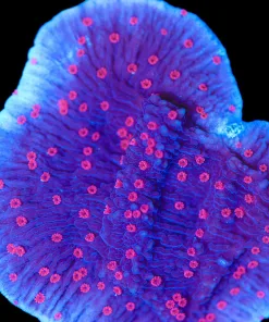 Wysiwyg Red Roses Montipora [F199]