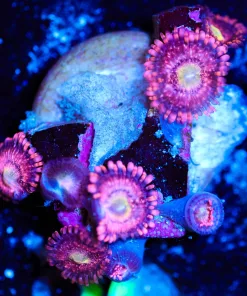 Wysiwyg Zoanthid Frag [F20]