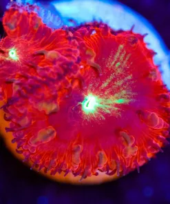 Wysiwyg Tiny Blastomussa Frag [F20]