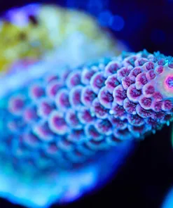 Wysiwyg Acropora Frag [F200]