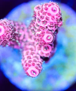 Wysiwyg Pink Millepora Frag [F201]