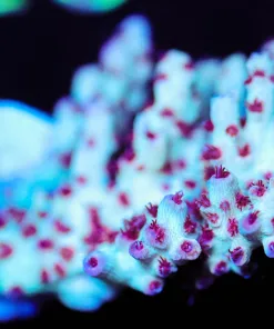 Wysiwyg Red Velvet Acropora [F202]