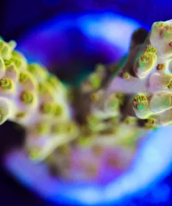 Wysiwyg Golden Buha Acropora [F203]