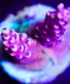 Wysiwyg Acropora Frag [F203]
