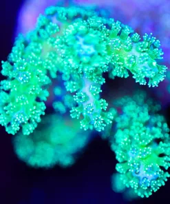 Wysiwyg Pocillpora Highlighter [F207]