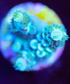 Wysiwyg Teal Acropora Tenuis Small Frag [F209]