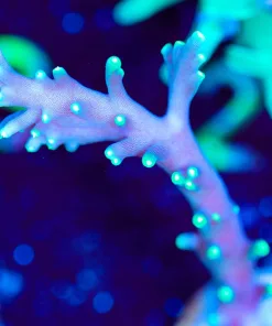 Wysiwyg Purple Dragon Acropora Frag [F209]