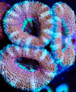 Wysiwyg Cotton Candy Acan [F21]