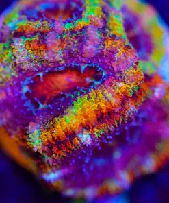 Wysiwyg RAINBOW ROAD Acan Huge Frag [F21]