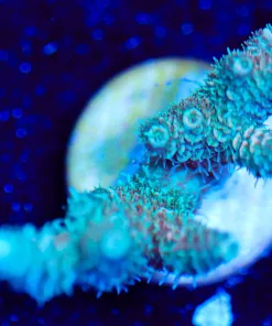 Wysiwyg Acropora Frag [F210]