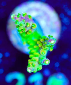 Wysiwyg Rainbow Loom Acropora [F210]