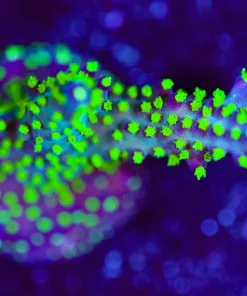 Wysiwyg Huge Acropora Bonsai Frag [F211]