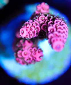 Wysiwyg Bubblegum Millepora [F213]