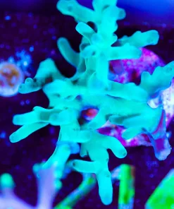 Wysiwyg Large ORA Hawkins enchinata frag [F214]