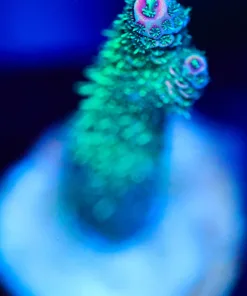 Wysiwyg Acropora Frag [F217]