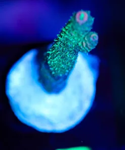 Wysiwyg Millepora Frag [F217]