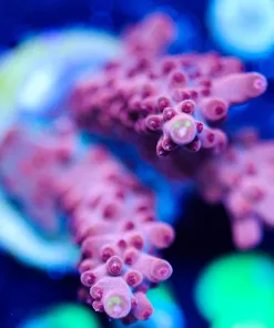 Wysiwyg Red Acropora Frag [F218]
