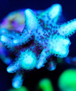 Wysiwyg Birdsnest Frag [F219]