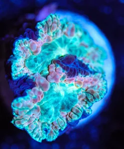 Wysiwyg Blasto Frag [F22]