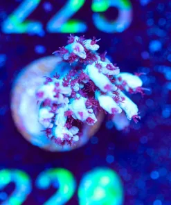 Wysiwyg Red Velvat Cake Acropora Frag [F220]