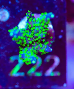 Wysiwyg Huge Acropora Bonsai Frag [F222]