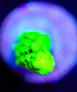 Wysiwyg Bali Slimer Frag [F223]