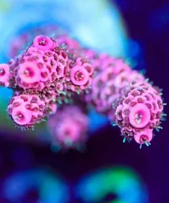 Wysiwyg Bubblegum Millepora Frag [F223]
