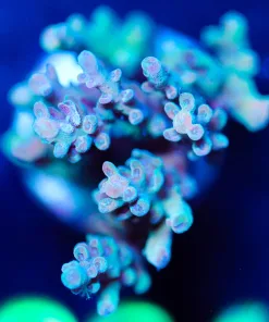 Wysiwyg Large Acro Frag [F224]