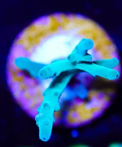 Wysiwyg Small Echinata Frag [F225]