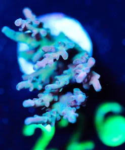 Wysiwyg Large Acro Frag [F226]