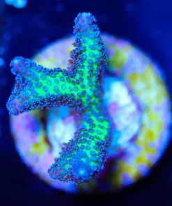 Wysiwyg Birds of paradise frag [F228]