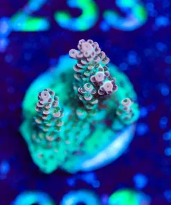 Wysiwyg Tabling Tiger Acropora Frag [F228] *Free Shipping ! Minimum $249 livestock spend*
