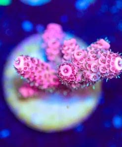 Wysiwyg Bubblegum Millepora [F229]