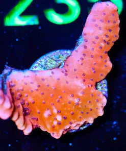 Wysiwyg Red Monti [F230]