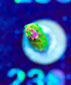 Wysiwyg Rainbow Loom SMall Frag [F230] *Free Shipping ! Minimum $249 livestock spend*