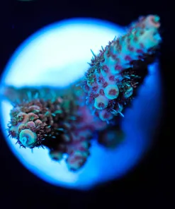 Wysiwyg Millepora Frag [F231]